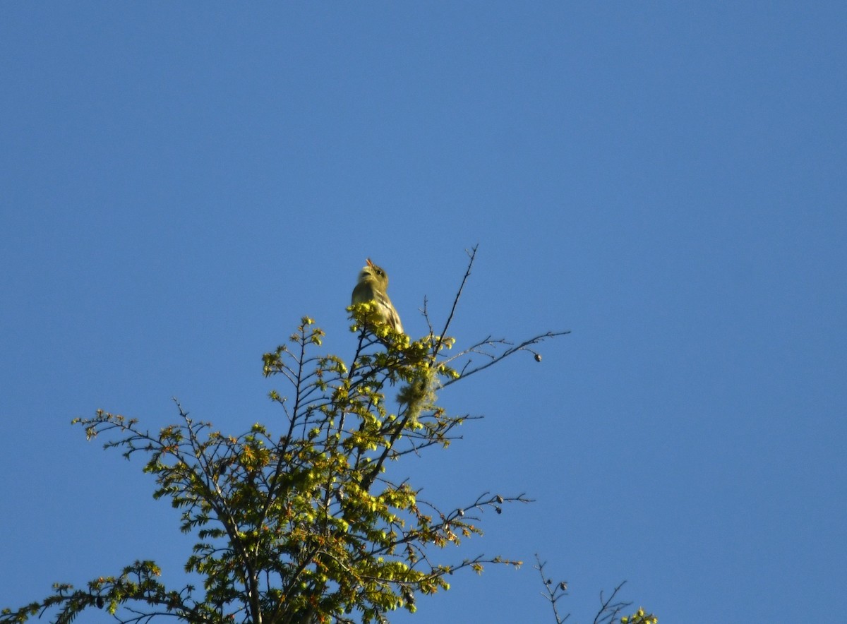 Yellow-bellied Flycatcher - ML620155120