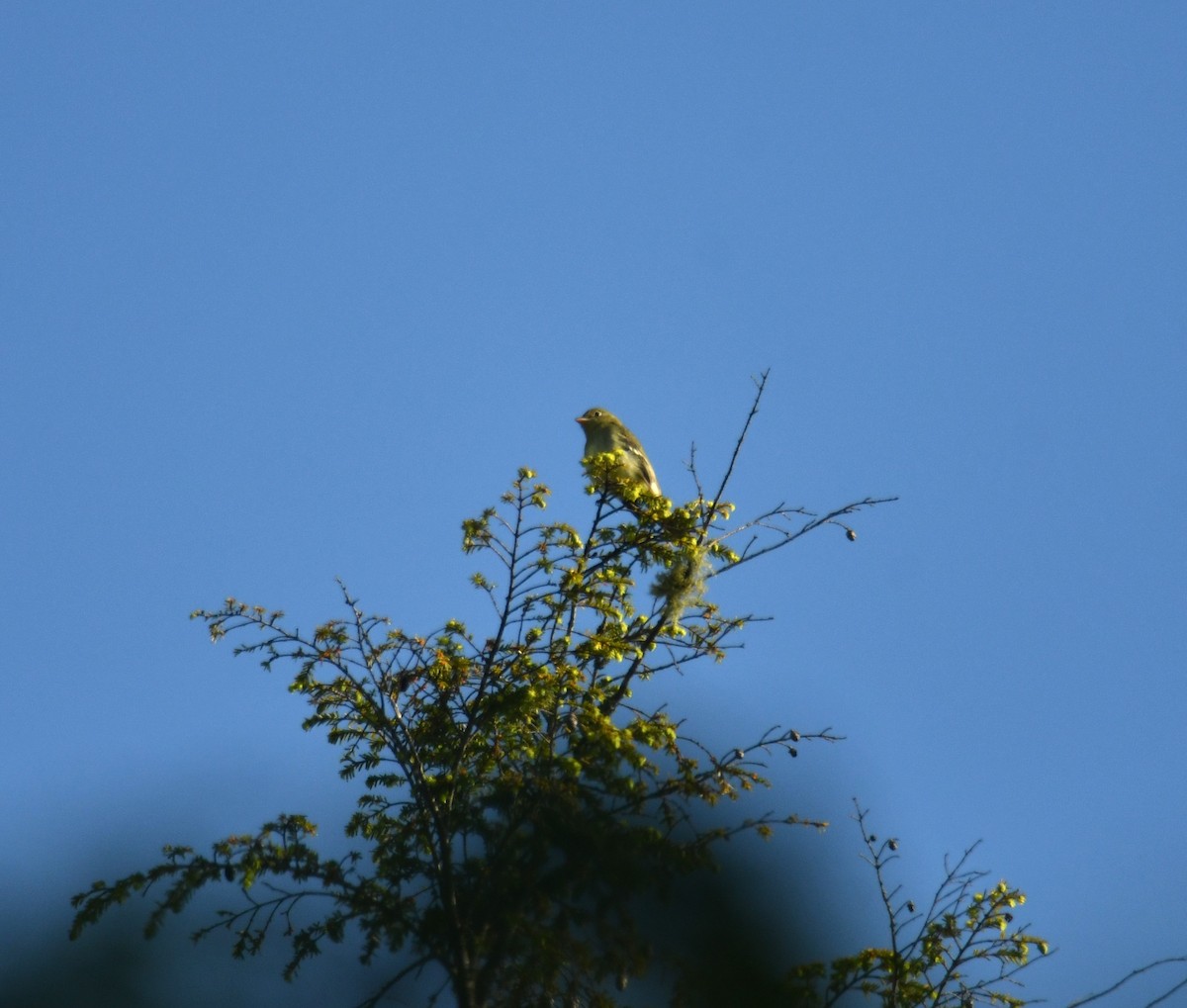 Moucherolle à ventre jaune - ML620155122