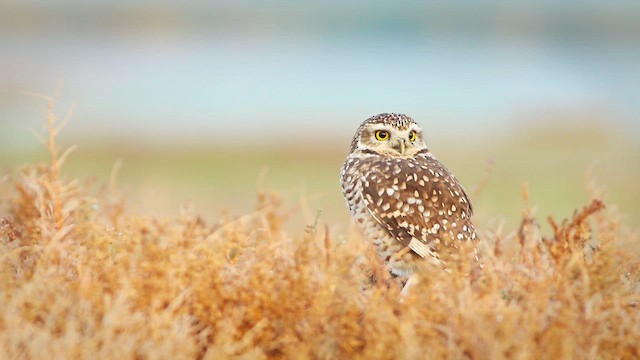 Burrowing Owl (Southern) - ML620155124
