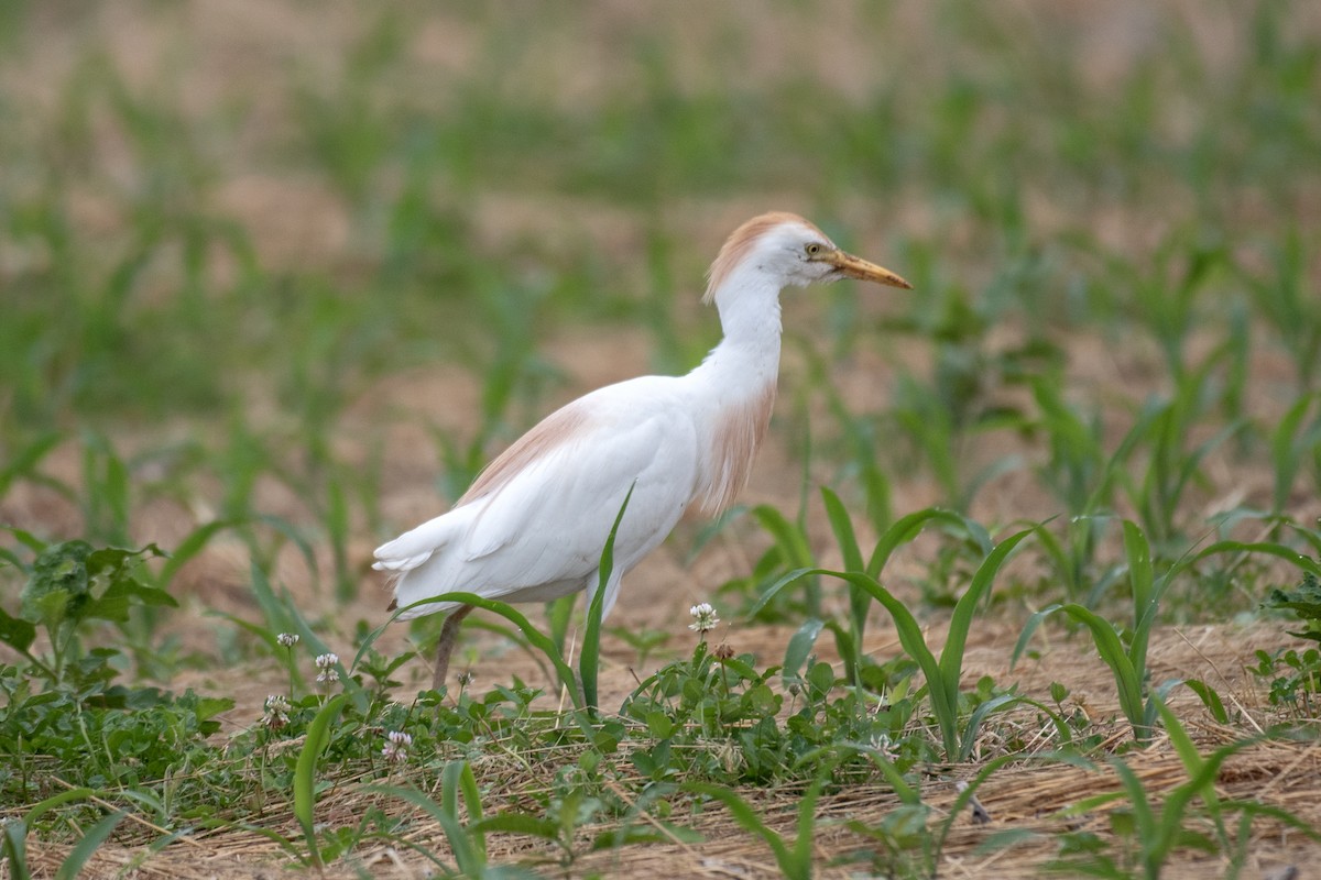 Western Cattle Egret - ML620155125