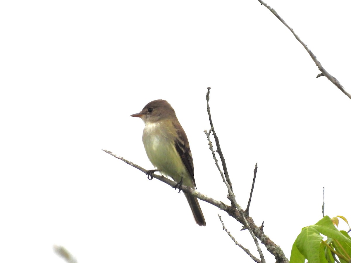 Willow Flycatcher - ML620155138