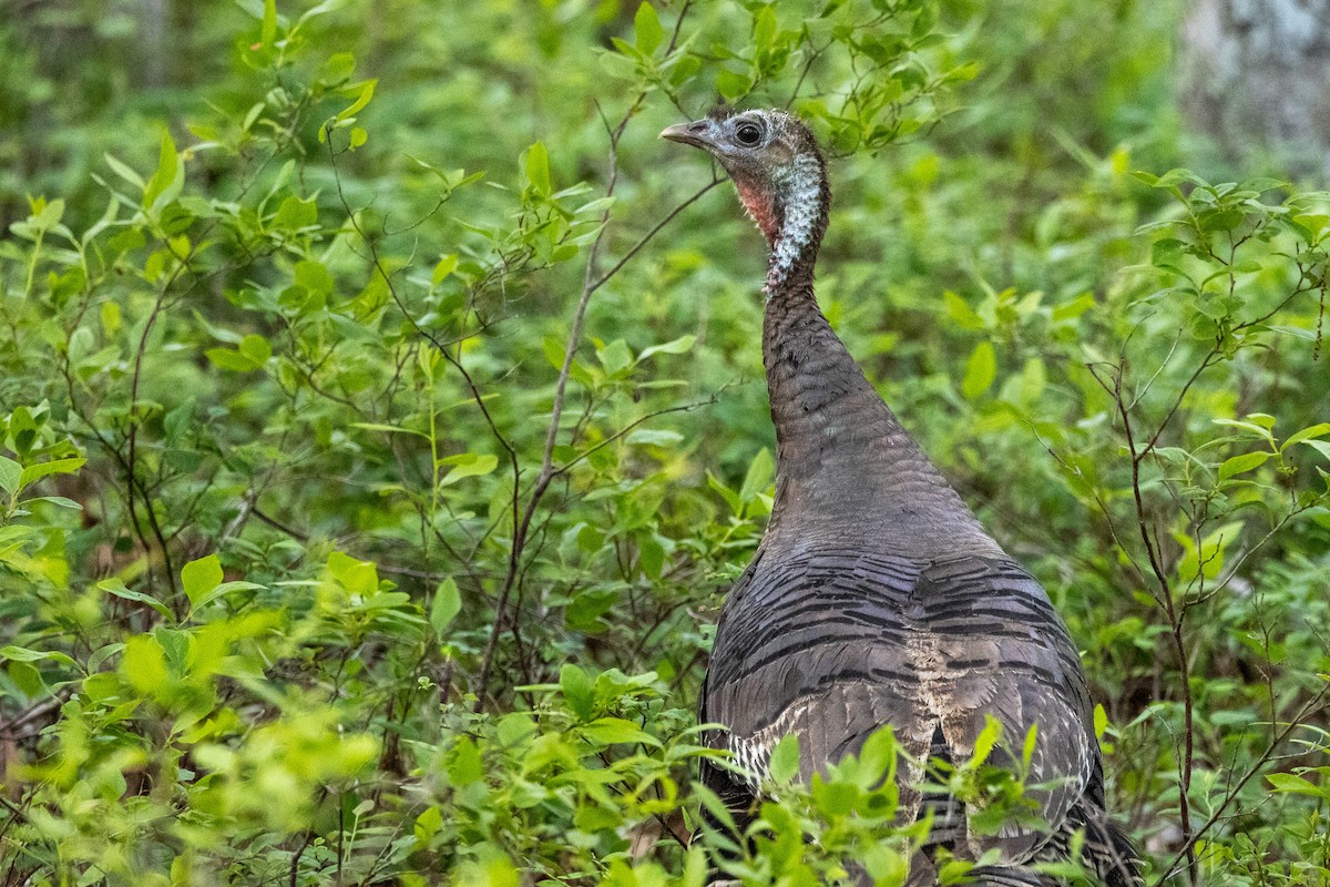 Wild Turkey - ML620155142