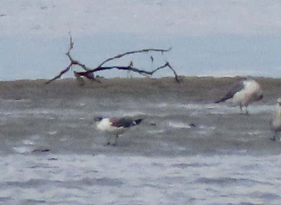 Franklin's Gull - ML620155143