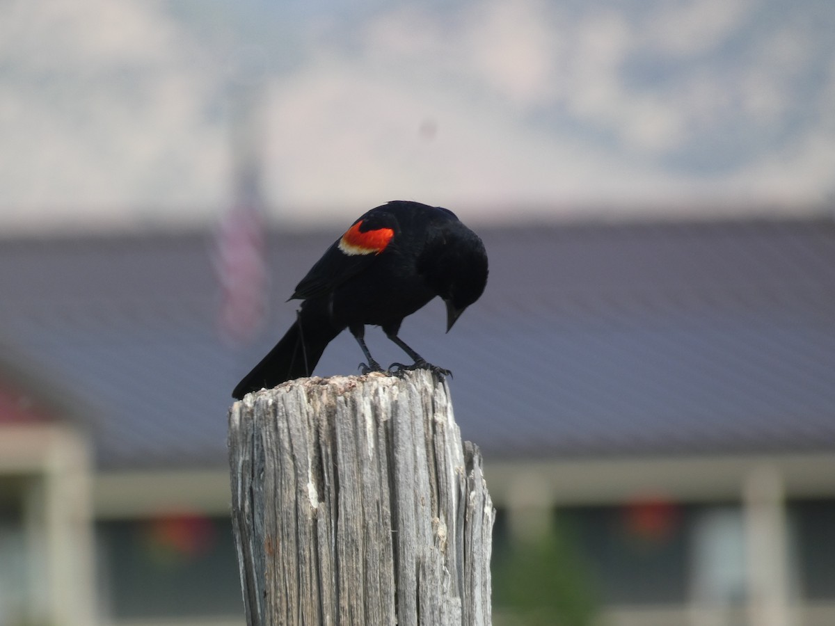 Red-winged Blackbird - Carolyn Sanders