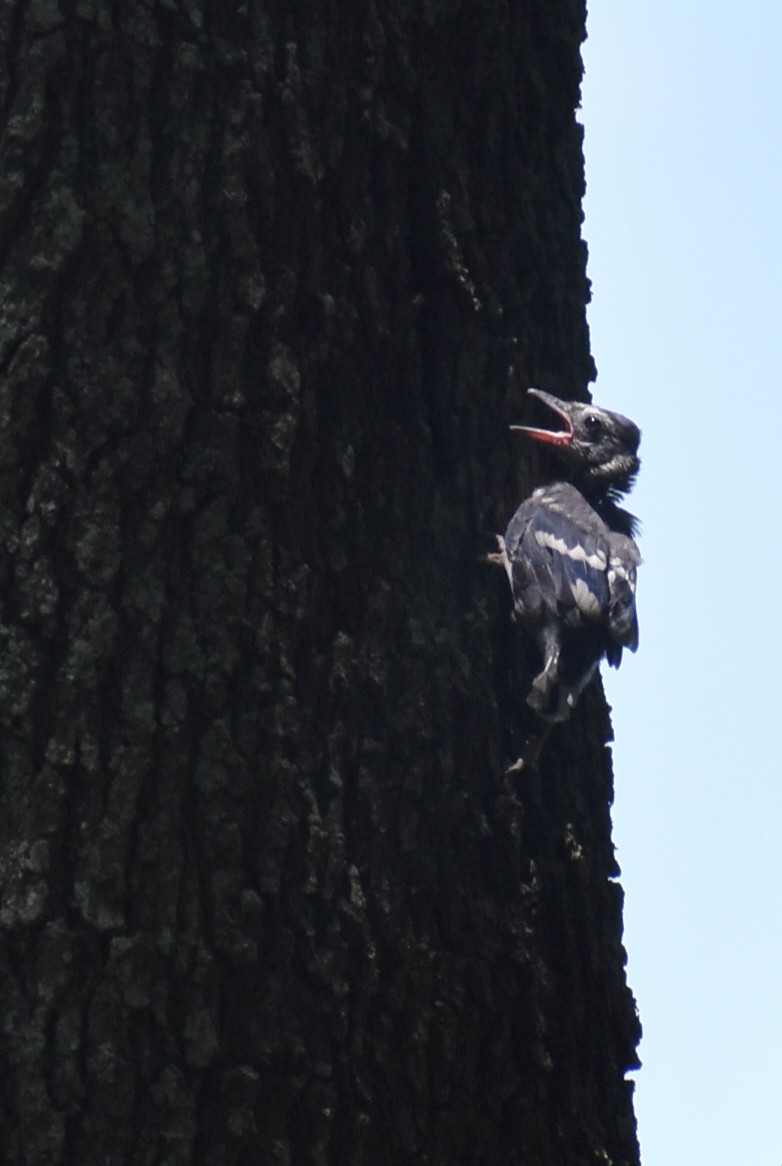 Blue Jay - ML620155153