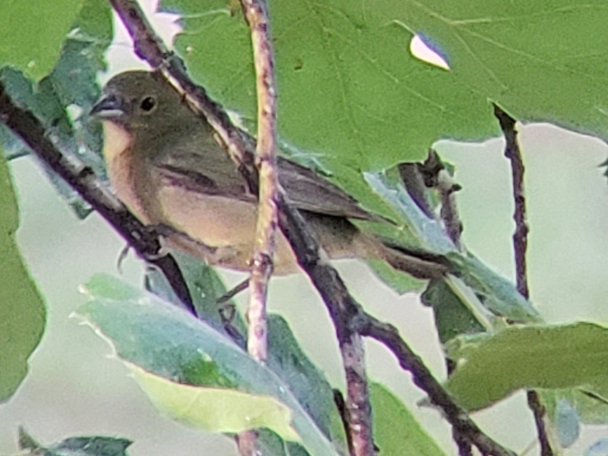 Painted Bunting - ML620155155