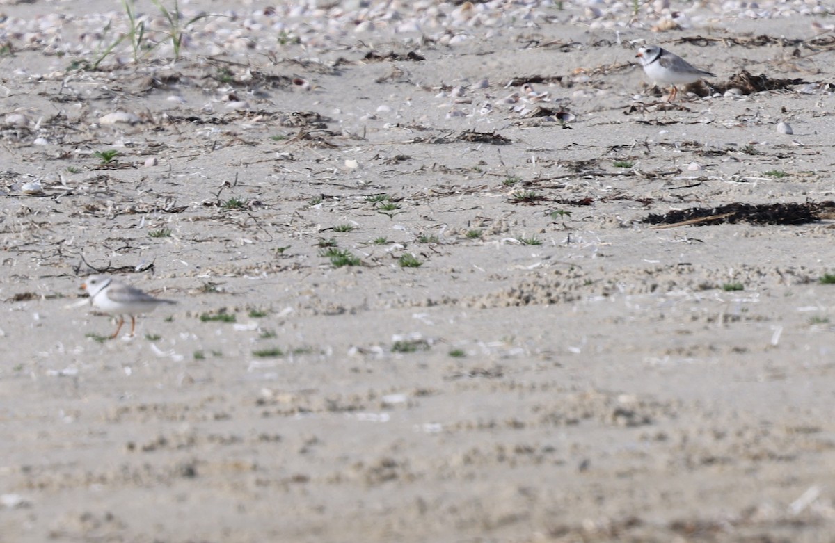 Piping Plover - ML620155157
