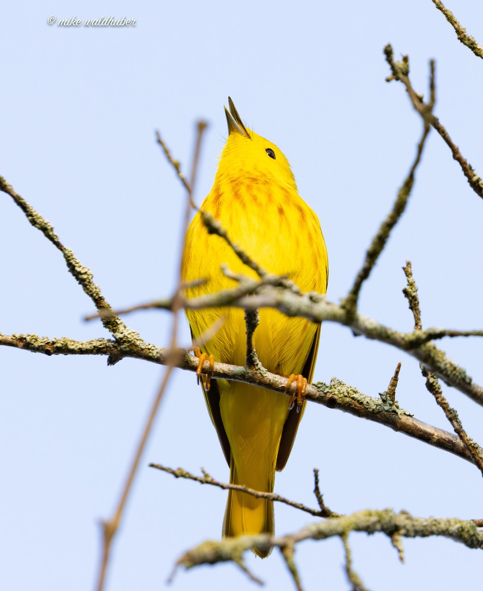 Yellow Warbler - ML620155184