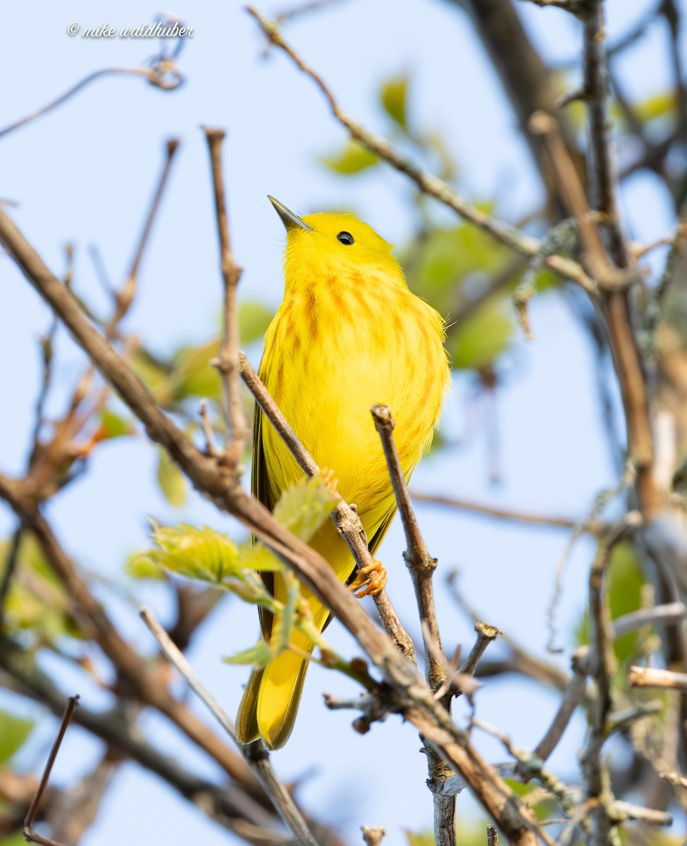 Paruline jaune - ML620155185