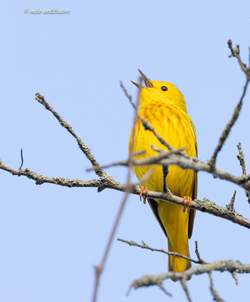 Yellow Warbler - ML620155187