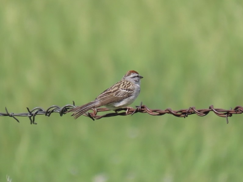 Chipping Sparrow - ML620155189