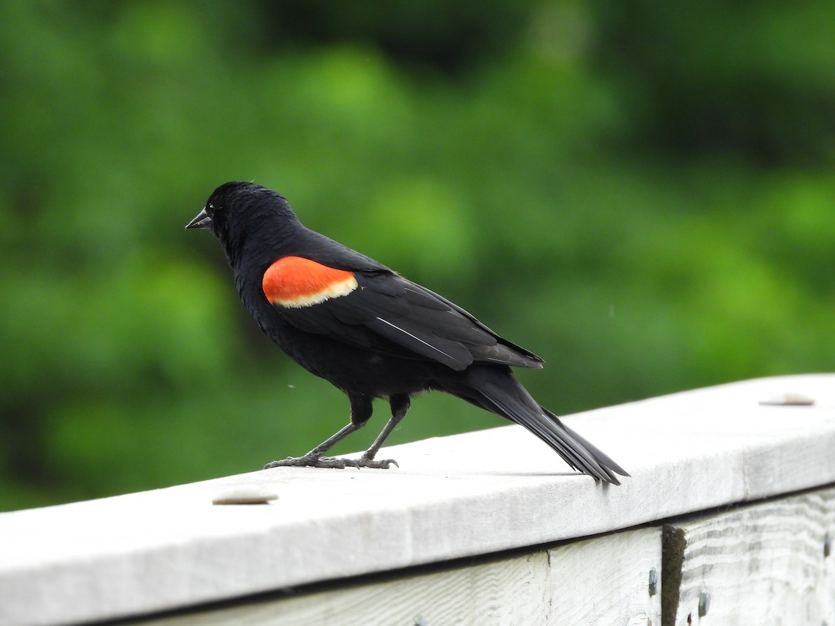 Red-winged Blackbird - ML620155190