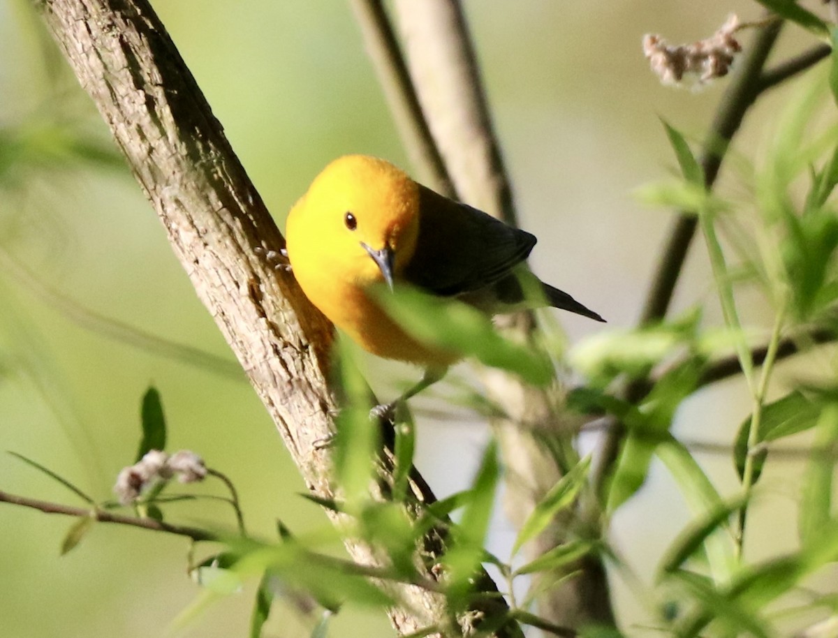 Prothonotary Warbler - ML620155191