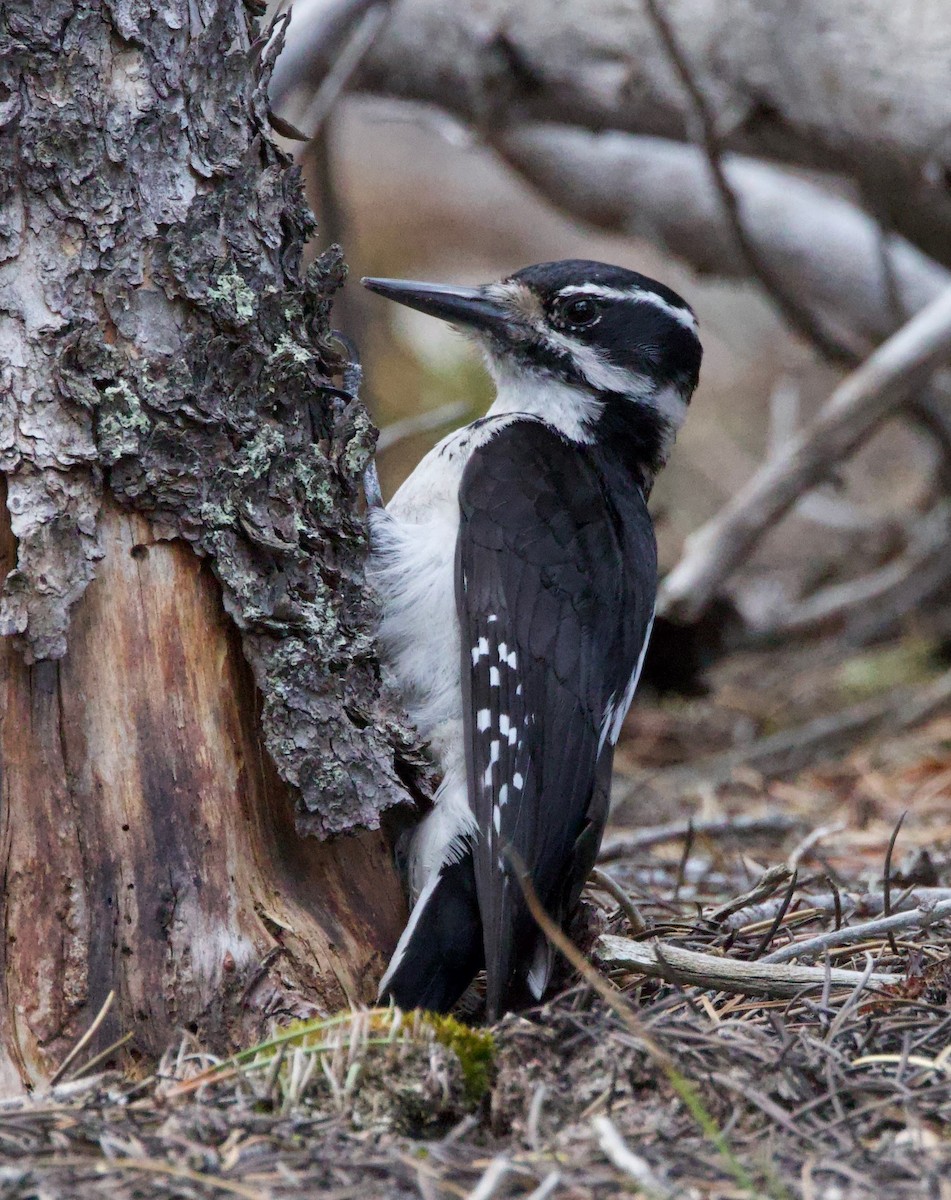 Hairy Woodpecker (Rocky Mts.) - ML620155201