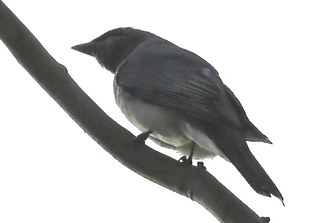 White-bellied Cuckooshrike - ML620155213