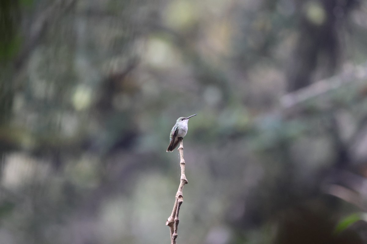 Green-and-white Hummingbird - ML620155221
