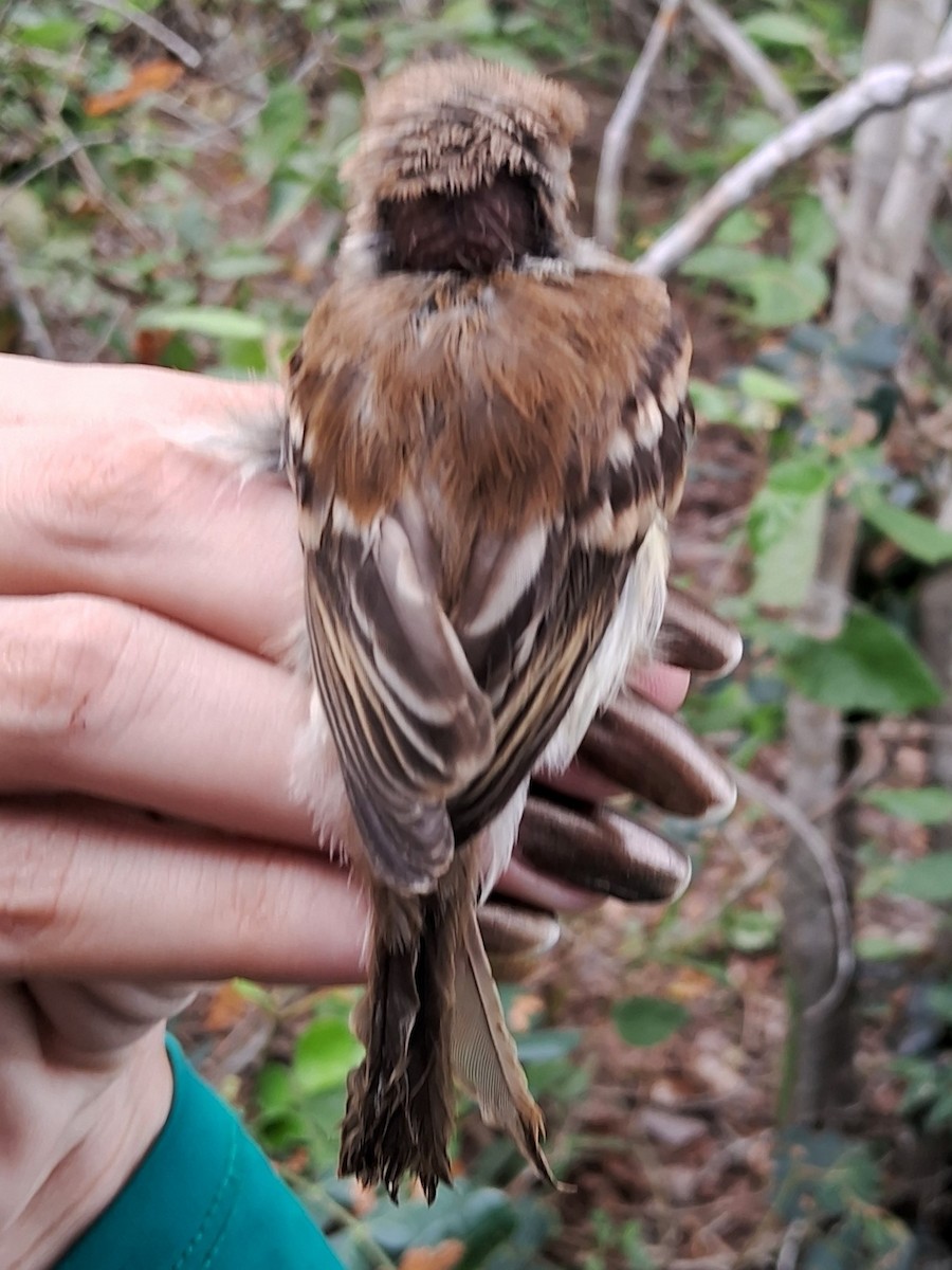 Southern Mouse-colored Tyrannulet - ML620155226