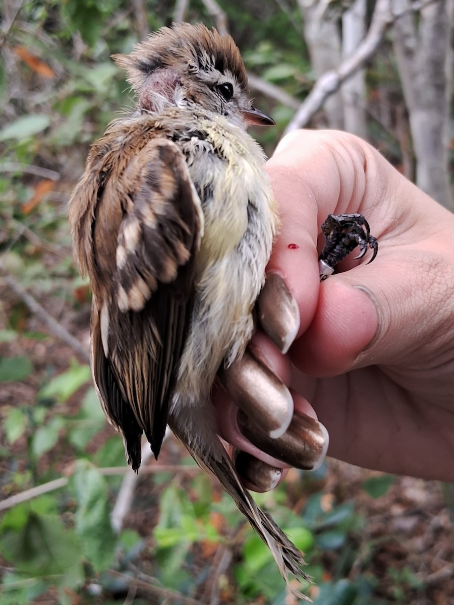 Southern Mouse-colored Tyrannulet - ML620155227