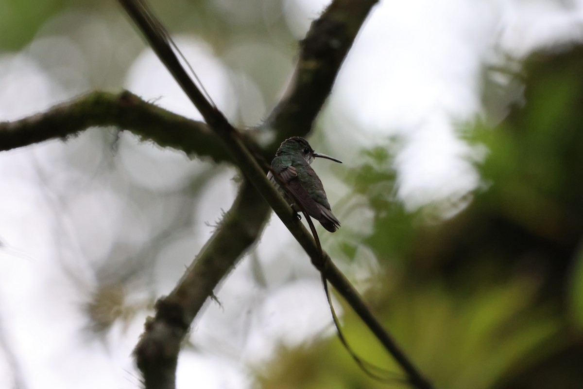 Green-and-white Hummingbird - ML620155239