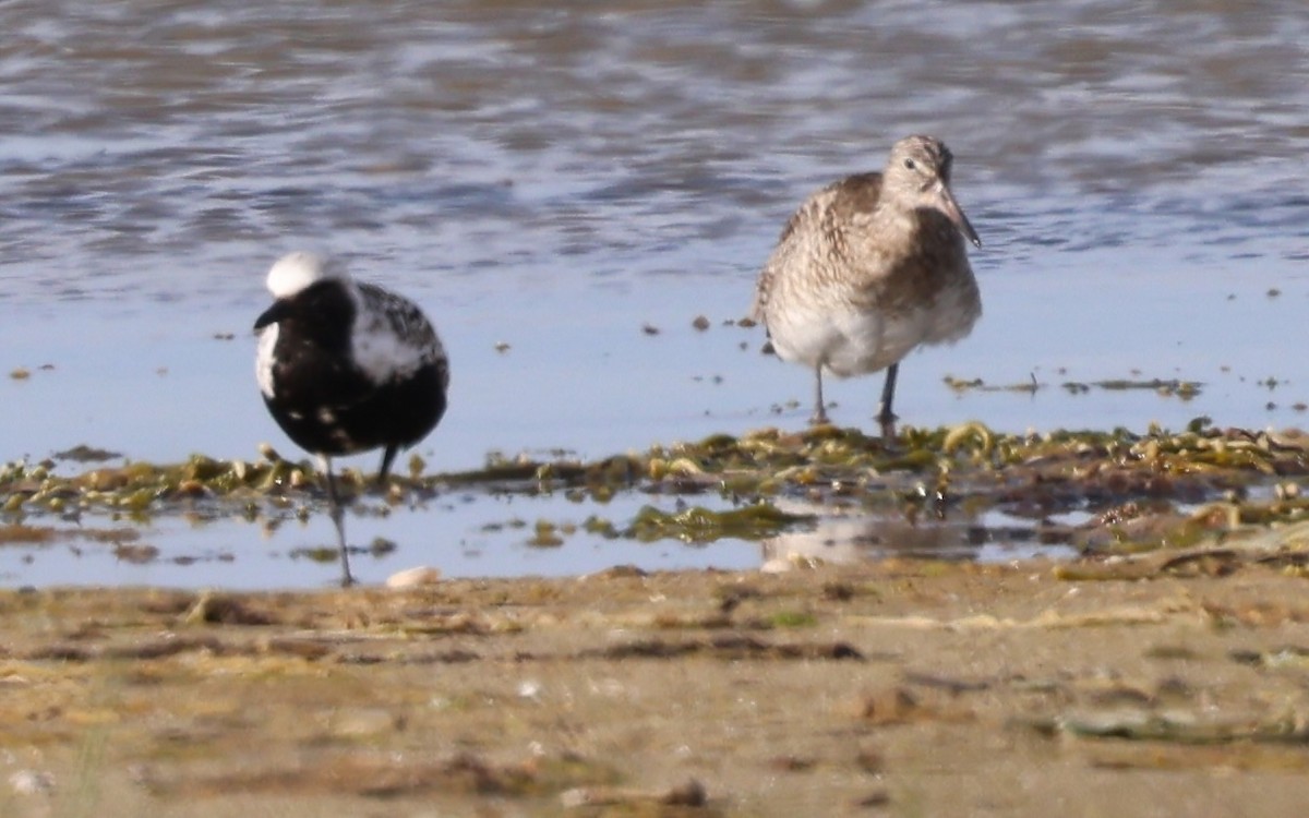 Black-bellied Plover - ML620155243