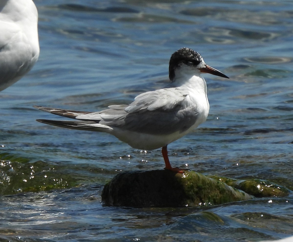 Forster's Tern - ML620155257