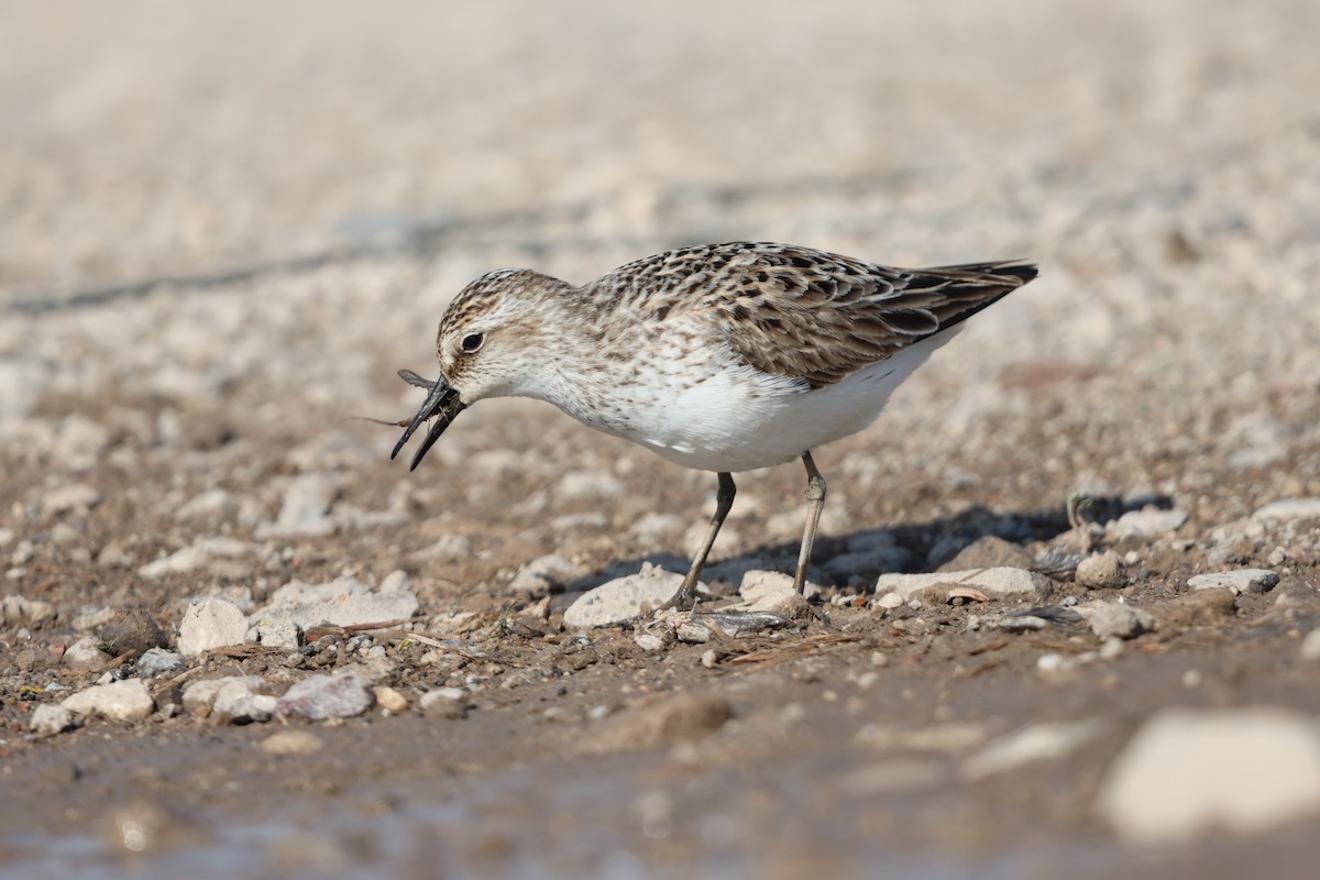 Semipalmated Sandpiper - ML620155267