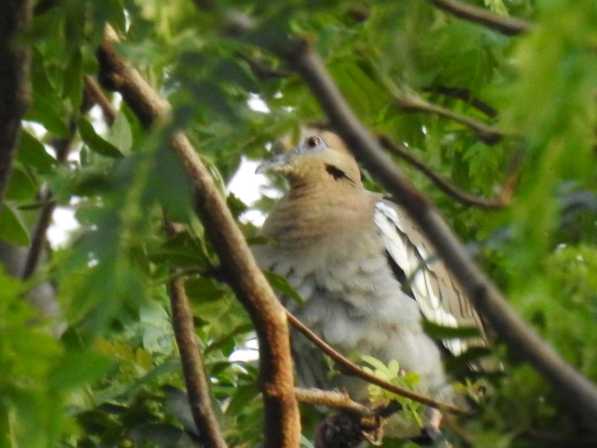 White-winged Dove - ML620155271