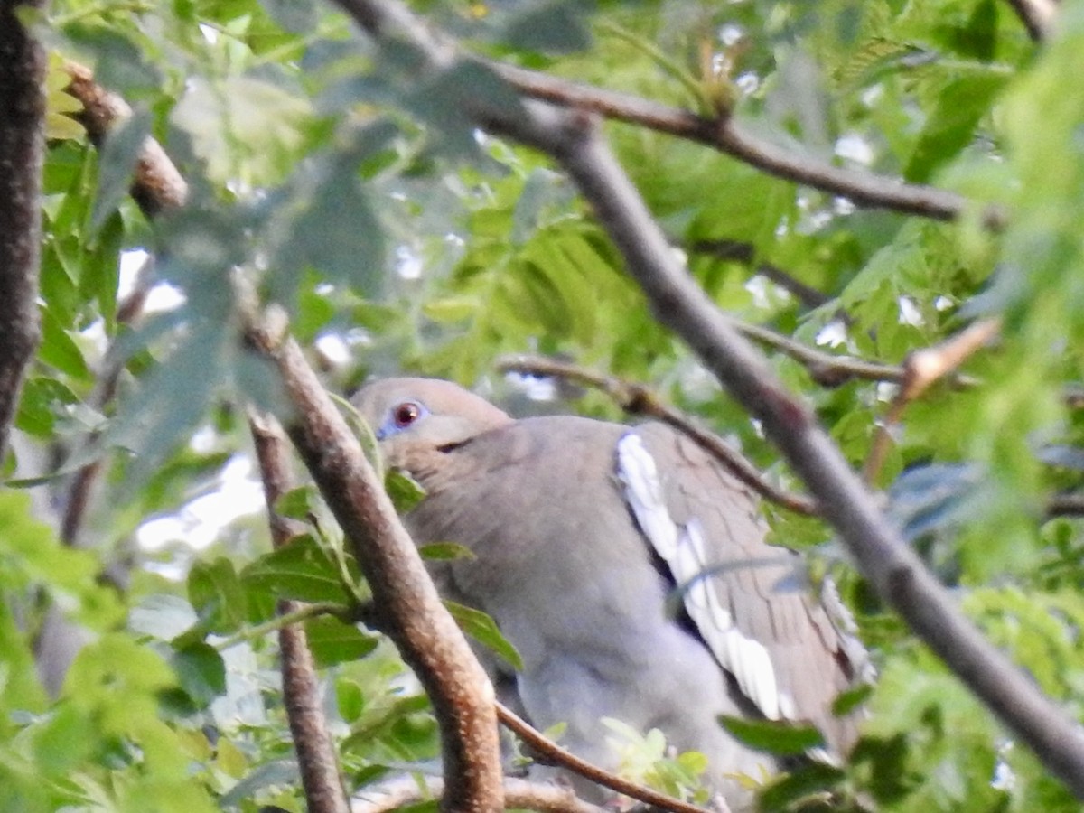 Tourterelle à ailes blanches - ML620155272