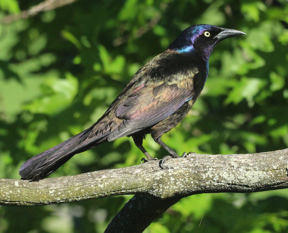 Common Grackle - ML620155273