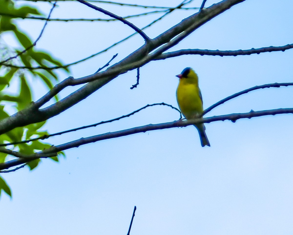 American Goldfinch - ML620155276