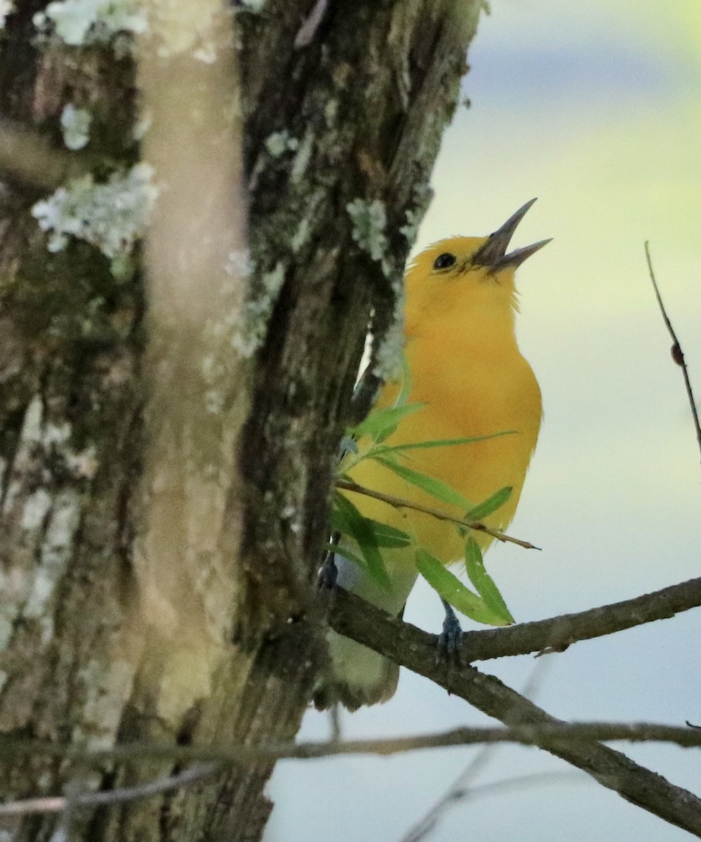 Prothonotary Warbler - ML620155284