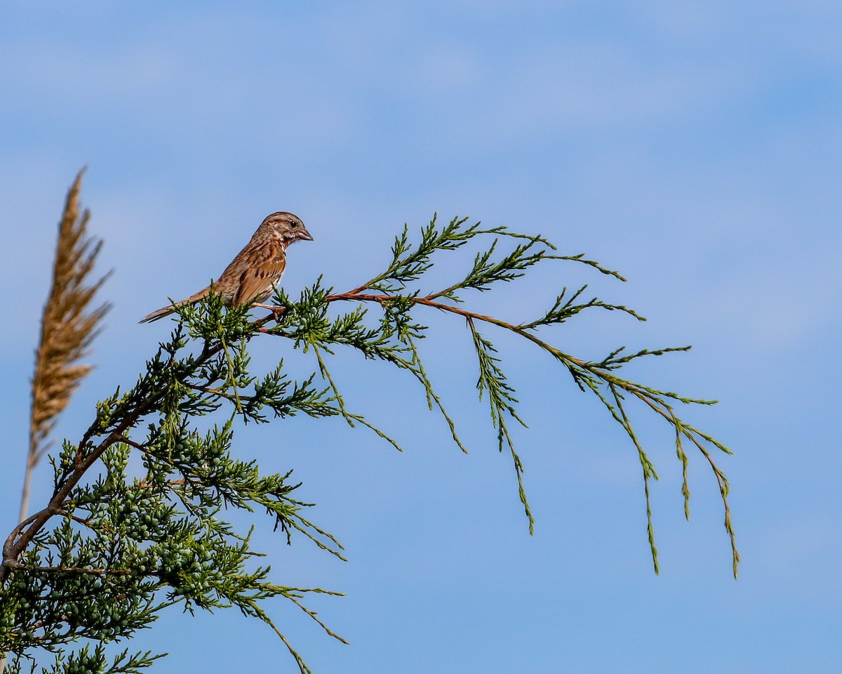 Song Sparrow - ML620155293