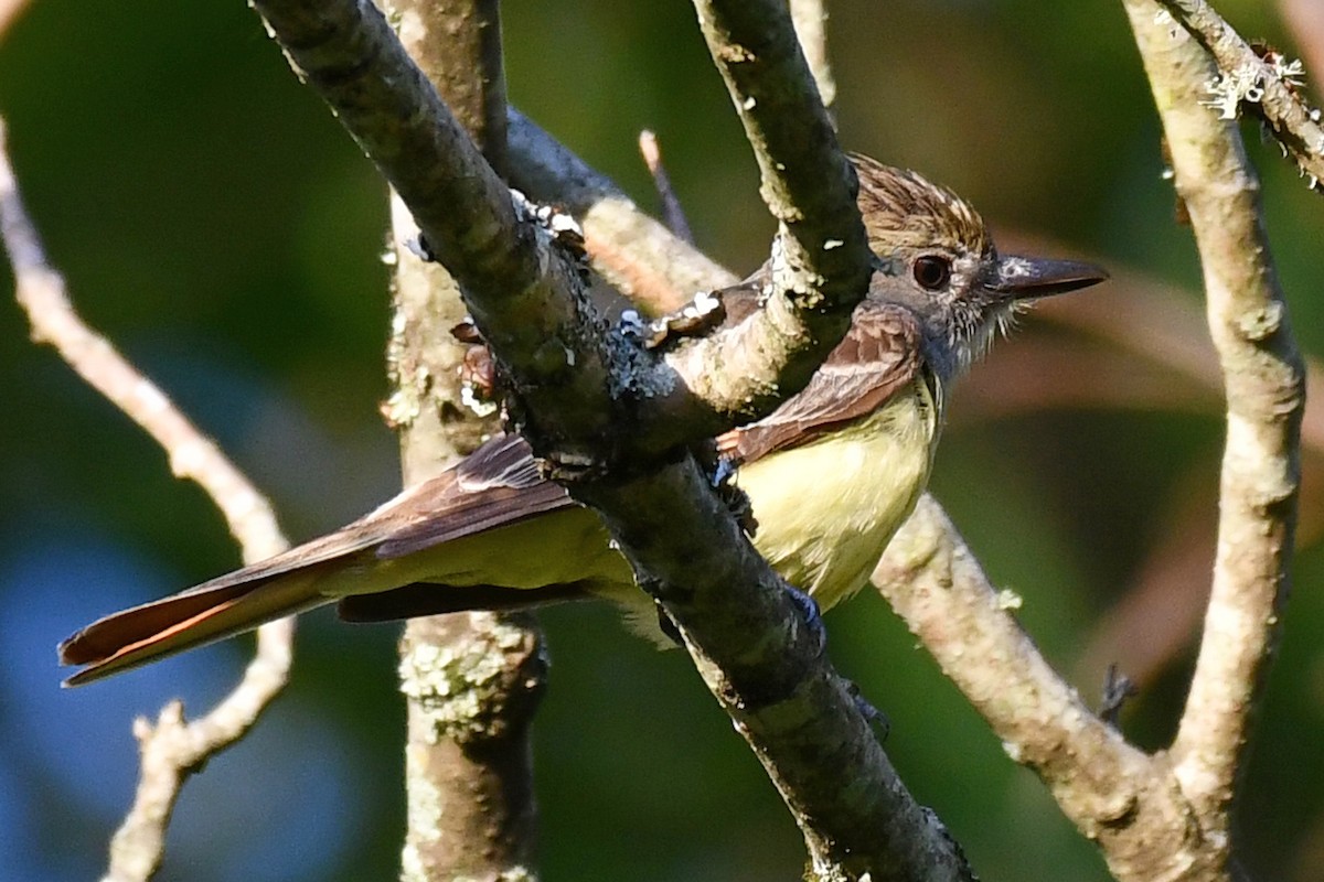 Great Crested Flycatcher - ML620155294