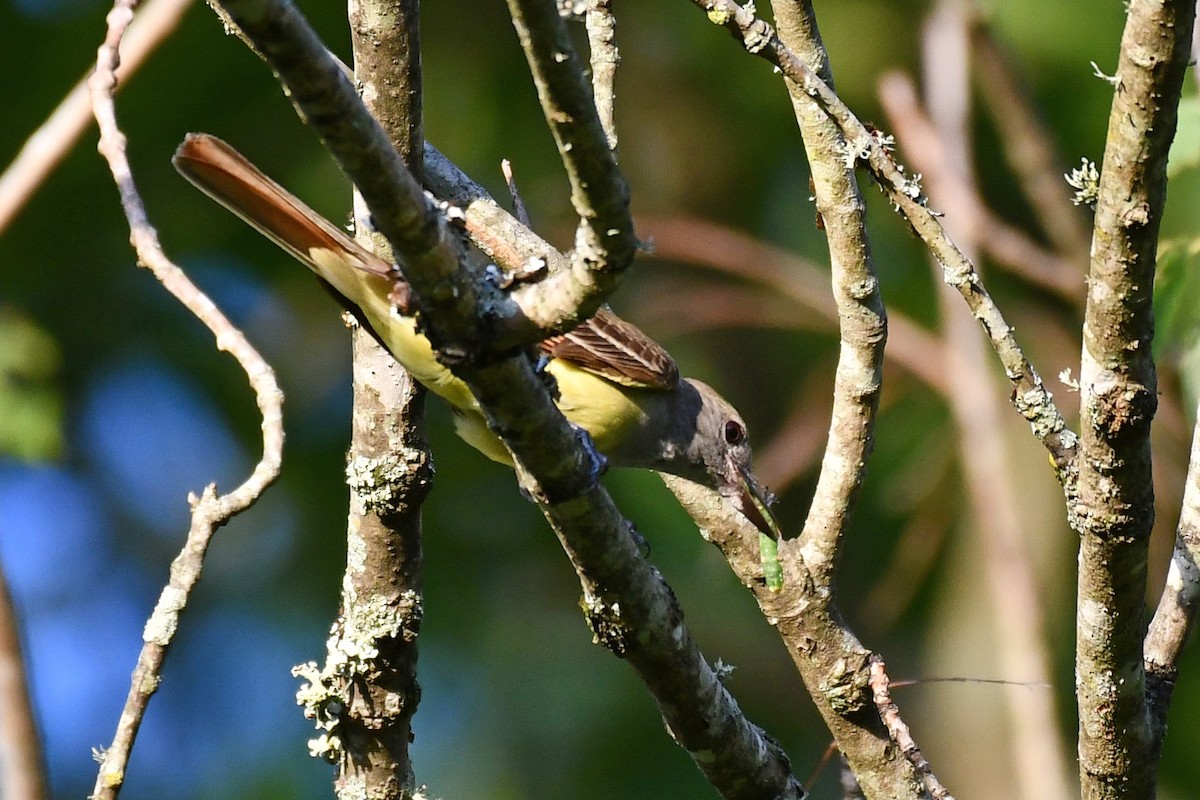 Great Crested Flycatcher - ML620155298