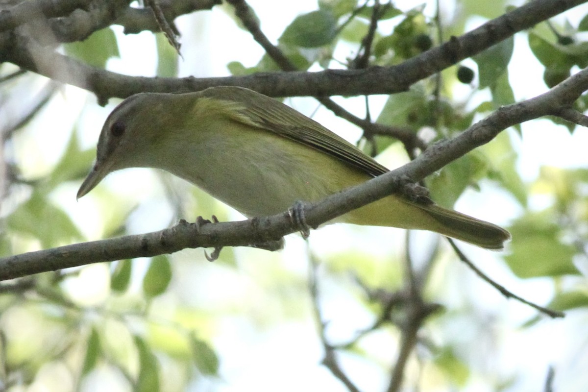 Yellow-green Vireo - ML620155300