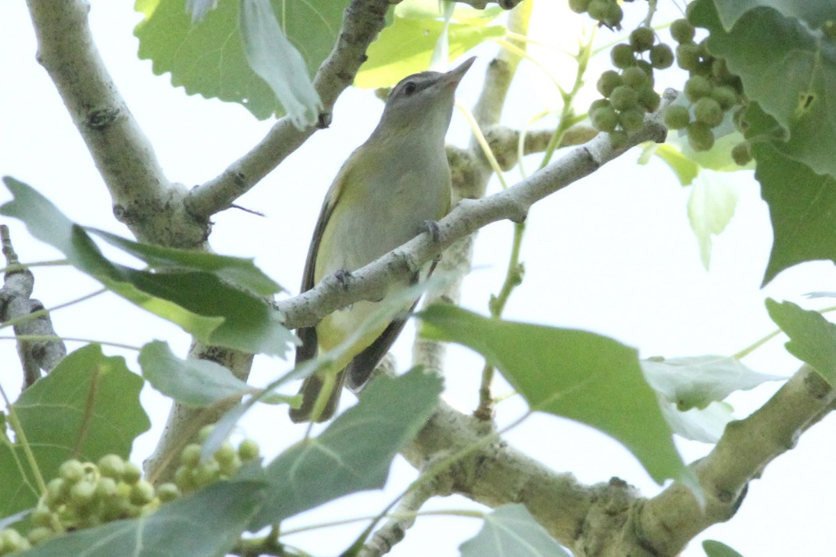 Yellow-green Vireo - ML620155303