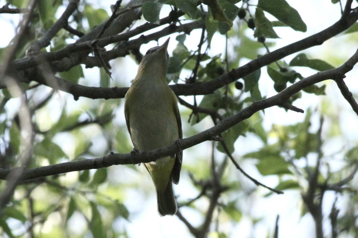 Sarı Böğürlü Vireo - ML620155306