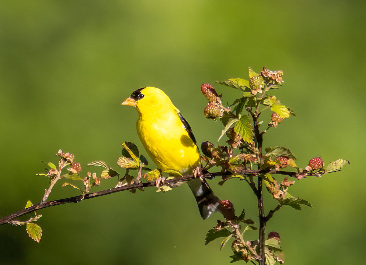 American Goldfinch - ML620155328