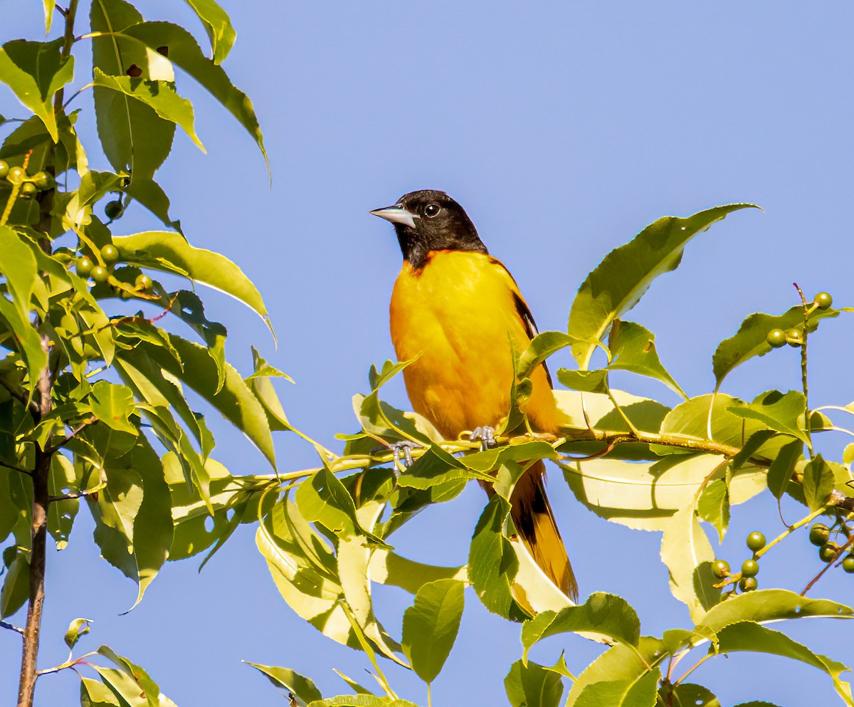 Baltimore Oriole - ML620155333