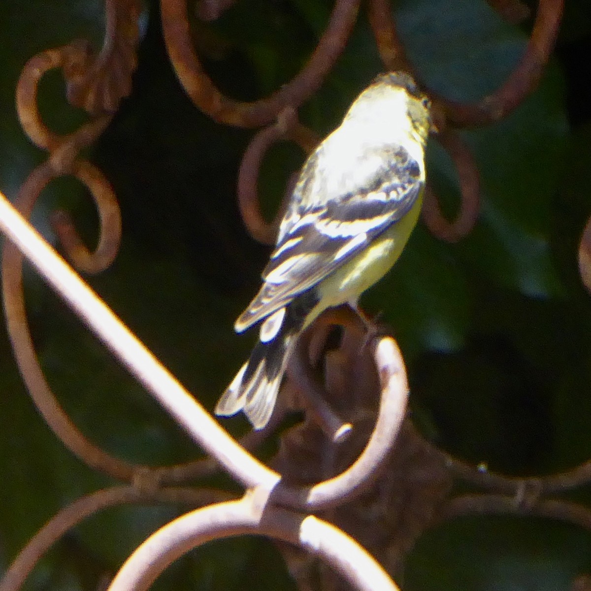 Lesser Goldfinch - ML620155334