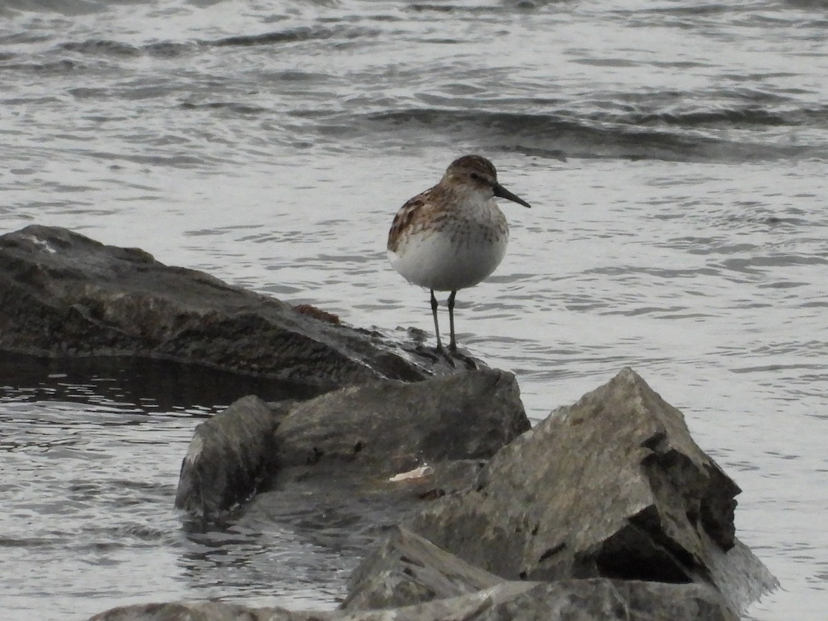 Semipalmated Sandpiper - ML620155335