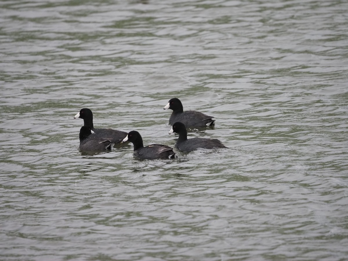 American Coot - ML620155340