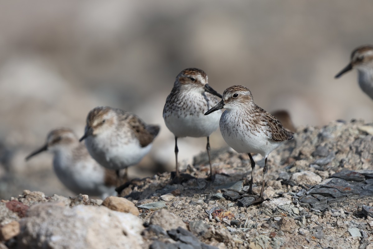 Semipalmated Sandpiper - ML620155344