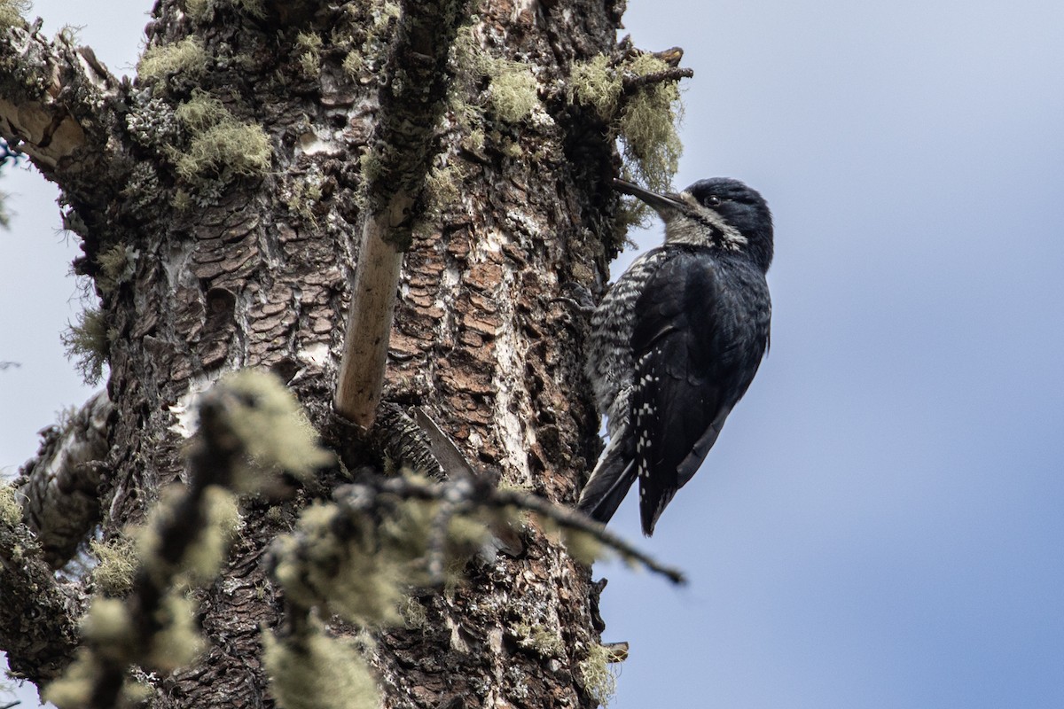 Black-backed Woodpecker - ML620155345