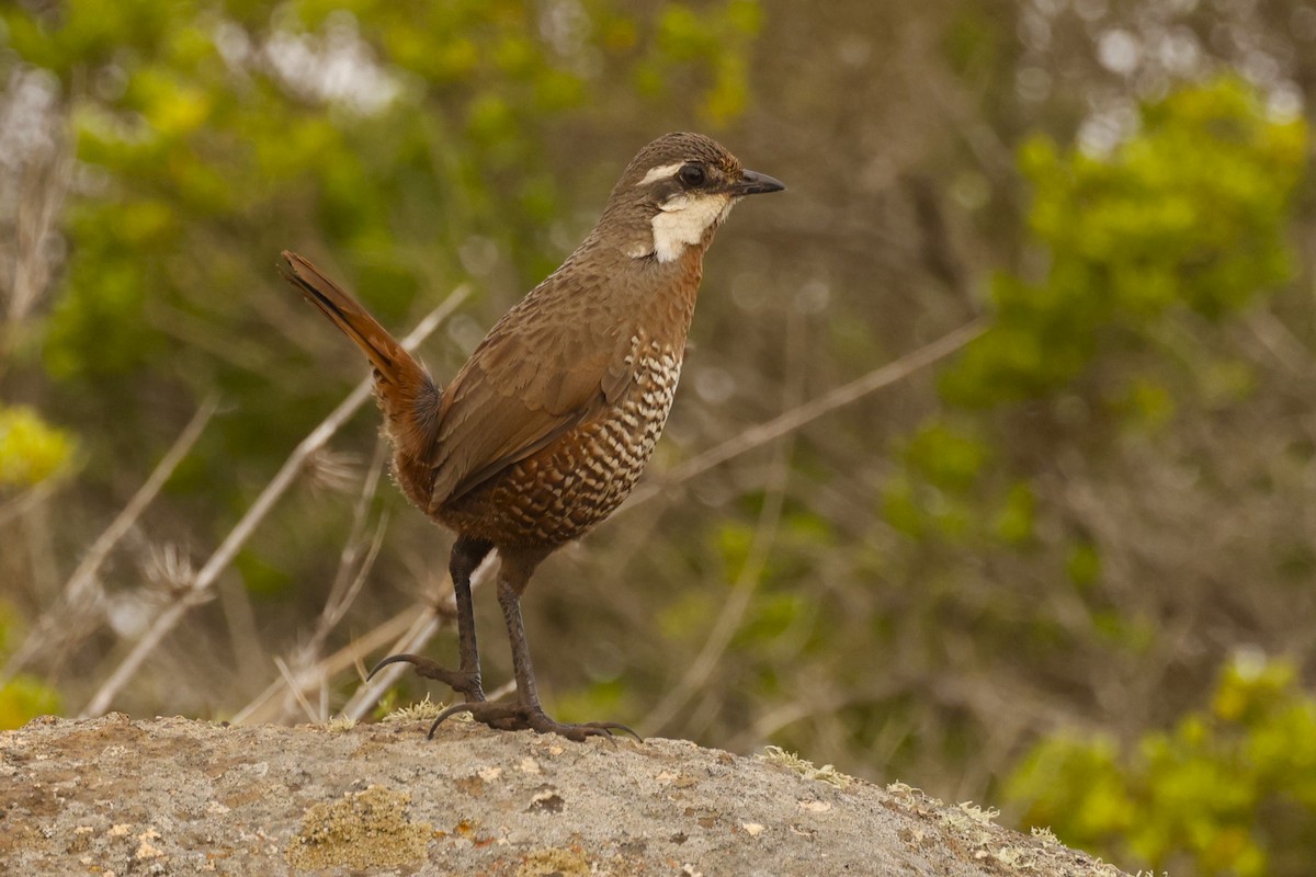 Weißbarttapaculo - ML620155347