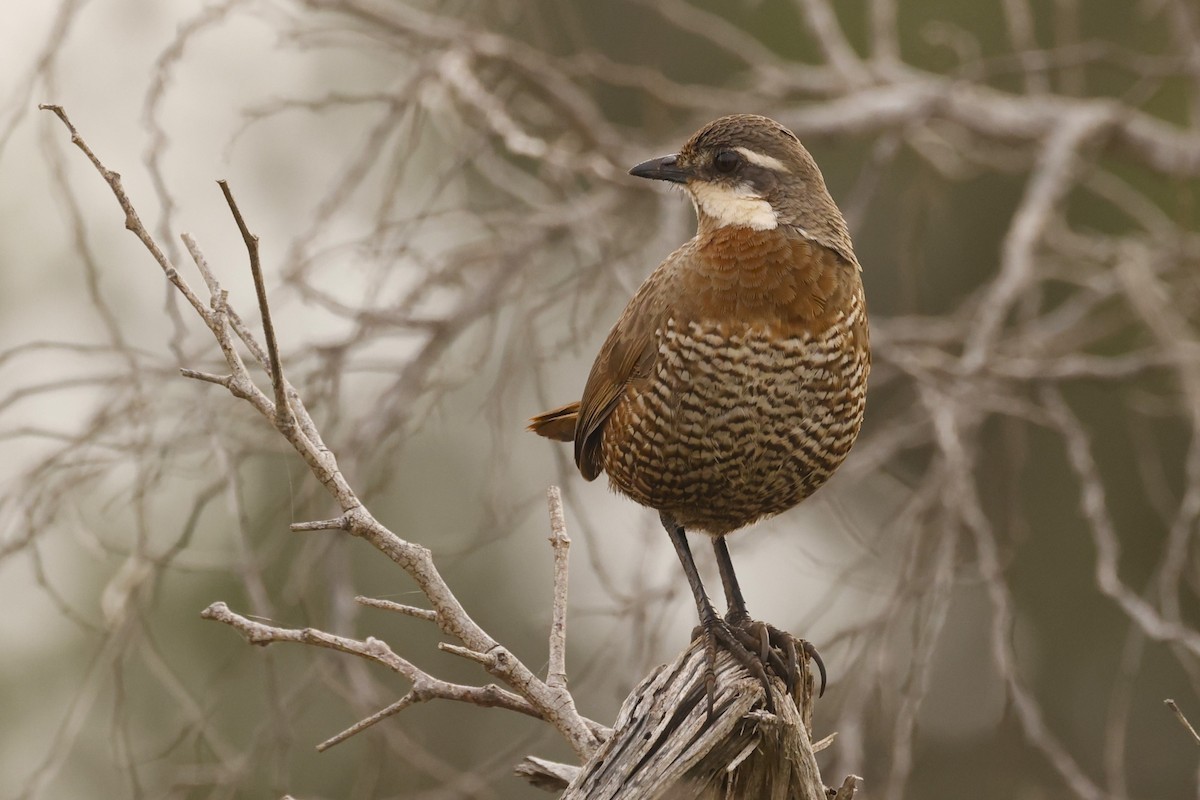 Weißbarttapaculo - ML620155348