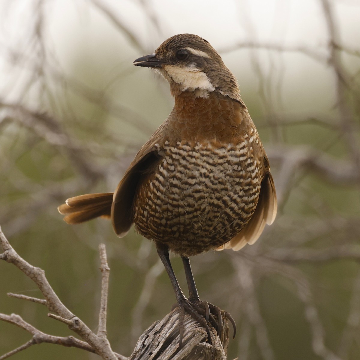 Weißbarttapaculo - ML620155349