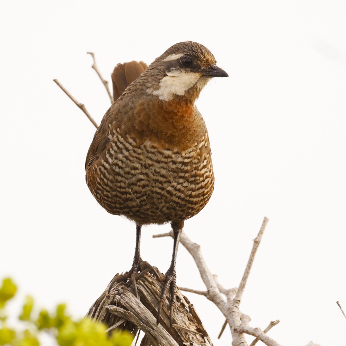 Weißbarttapaculo - ML620155350