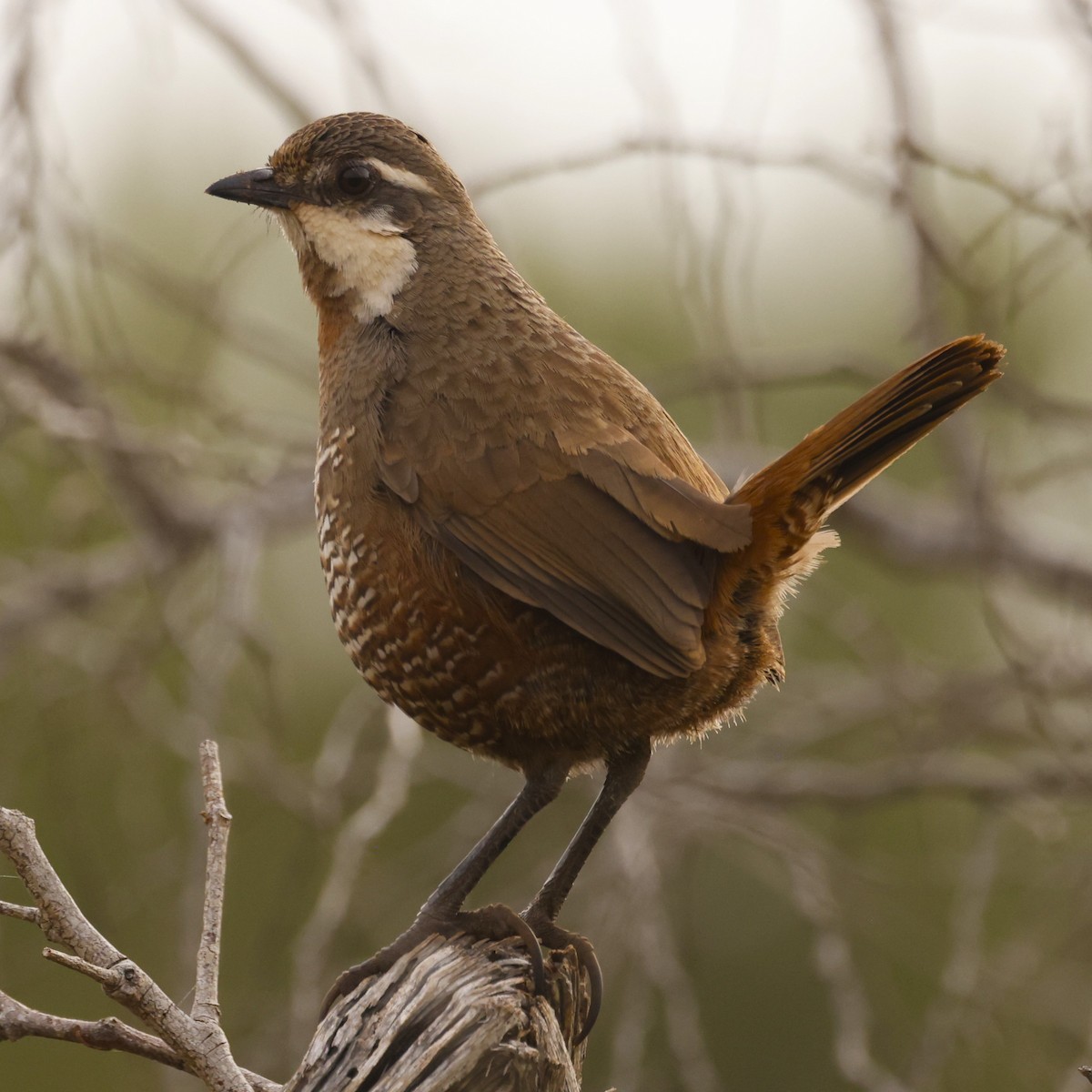 Weißbarttapaculo - ML620155351