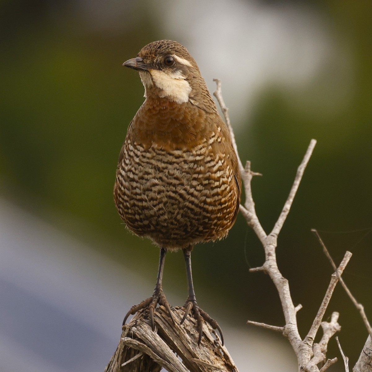 Weißbarttapaculo - ML620155352